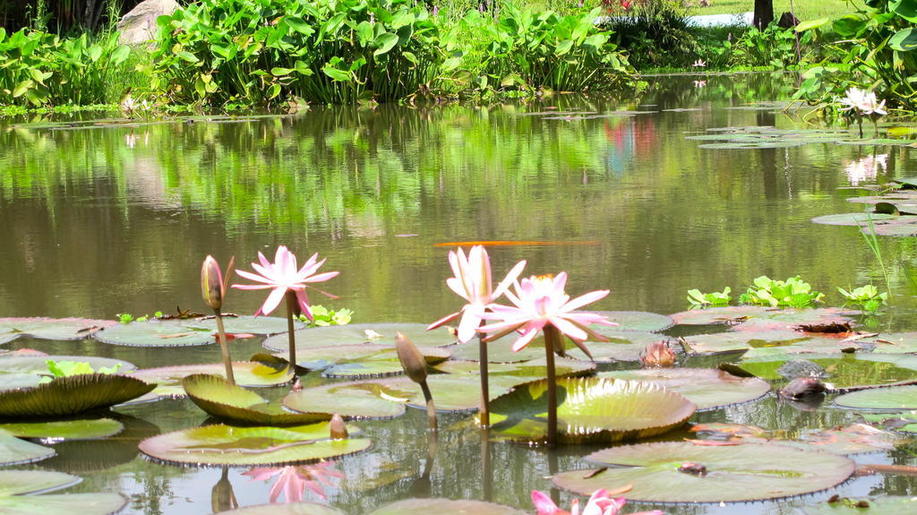 Yolitia Wellness Bed and Breakfast Malinalco Exteriör bild